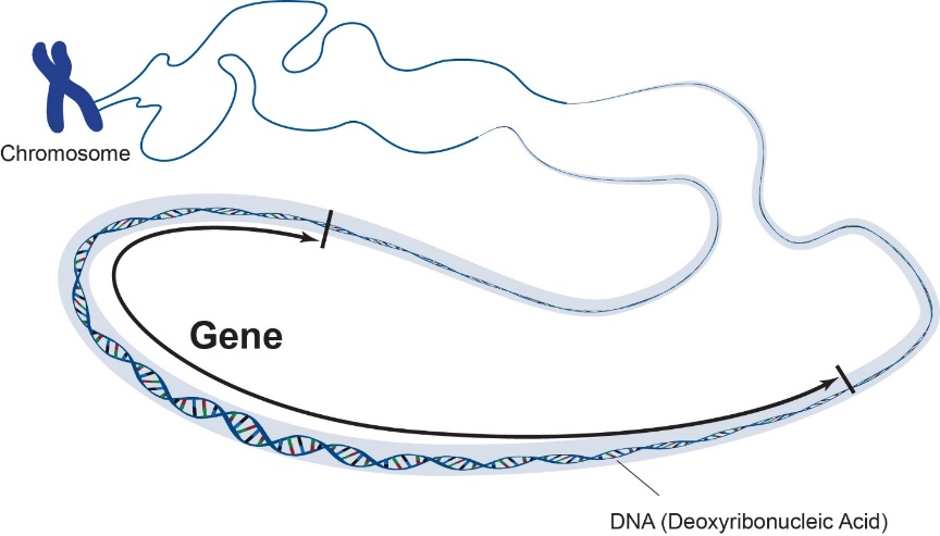 DNA, chromosomes, and genes