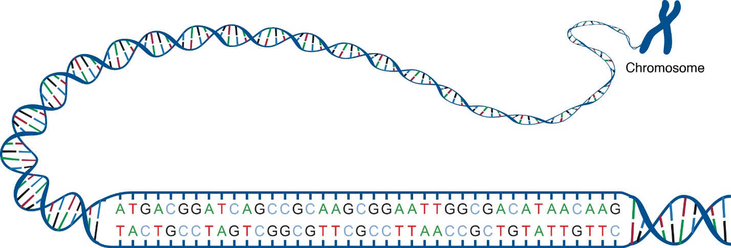 Figure 1. DNA Sequence